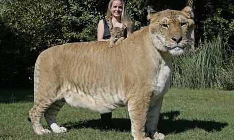 Which of these animals have you heard of before this survey? Male Lion + Female Tiger = Liger