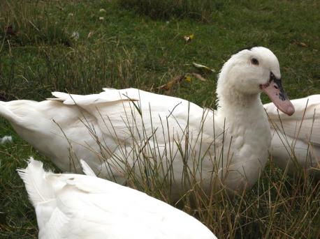 Lets see if you're familiar with this set! Which of these animals have you heard of before this survey? Pekin Duck + Muscovy Duck = Mulard