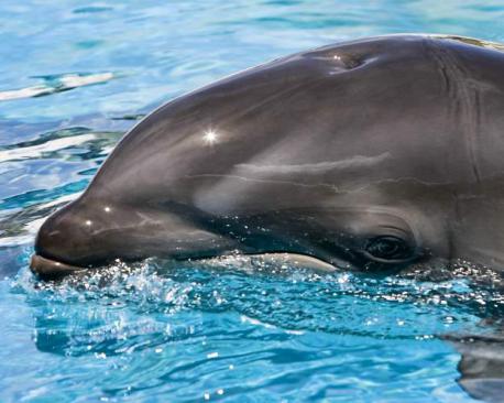 Male False Killer Whale + Female Bottlenose Dolphin = Wolphin