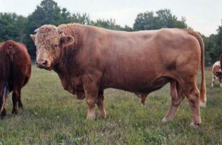 Cow + American Buffalo = Beefalo