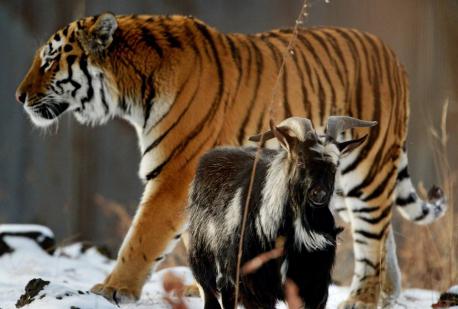 Meet Amur the tiger and Timur the goat. An odd and remarkable thing happened when a live goat was put into the enclosure of a Siberian tiger as part of its twice-a-week feeding of live animals at the Primorsky Safari Park in Russia: Amur the tiger became friends with its dinner. Does this surprise you?