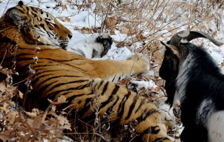 Timur the goat and Amur the tiger eat and play together, chase each other in the snow, and even playfully head-butt each other. Amur is now getting a diet of live rabbits 