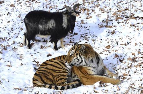 Unfortunately, Novosibirsk zoo director, Rostislav Shilo, said there was an 80 to 85 percent chance of that the Siberian tiger would eventually eat the goat. Would this prevent you from wanting to learn more about this friendship?