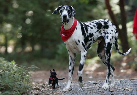 Gibson - Winning the title of the World's Tallest Dog wasn't difficult for Gibson, who stands at 7 feet tall. Gibson weighs about 170 pounds and is a Harlequin Great Dane. Have you ever had a dog for a pet?