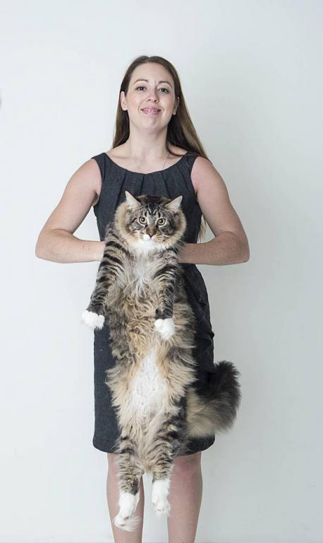 Ludo - This Maine Coon housecat, named Ludo weighs about 24.5 pounds and, at 17 months, is continuing to grow. Keep growing Ludo! Have you ever had a cat for a pet?