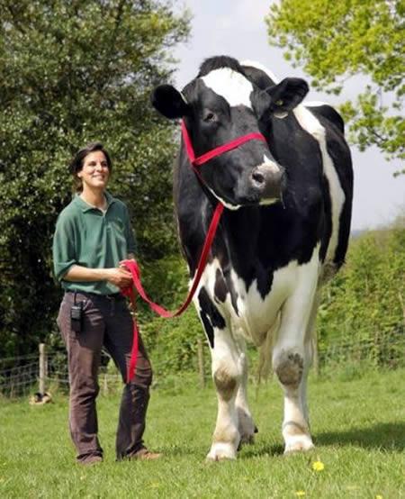 Chilli - This gentle, yet massive, cow stands at 6 feet, 6 inches and weighs over a ton. Chilli's diet consists on nibbling on grass and the occasional suede. Have you ever had a cow for a pet?