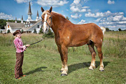 Big Jake - You better watch out when Big Jake is coming your way! This tall horse weighs about 2,600 pounds and has a height of 6 feet, 10 inches. Have you ever had a horse for a pet?