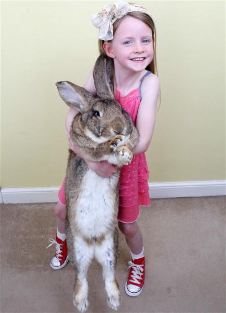 Darius - Darius carries the title of the World's Tallest Bunny. Darius has a height of 52 inches and easily devours copious amounts of carrots and apples. Have you ever had a bunny for a pet?