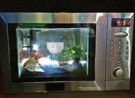 Would you consider taking an old microwave and turn it into an aquatic mansion by filling a cube-shaped fishbowl and inserting it?