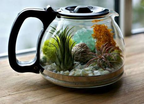 Would you consider taking an old coffee pot and turn it into a charming terrarium by layering the bottom with sand, rocks, and moss before scattering in your favorite succulents for a lush low-maintenance look?