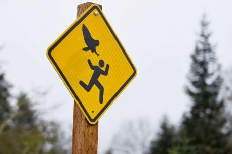 The famous jogger-attacking owl appears to have returned to the town. The Oregon Water Resources Department said two workers were attacked in separate incidents in different Salem locations last Tuesday. The first leaving marks on the man's head and the second knocking a hat off a worker's head. The attacks may have been the work of the same dive-bombing owl blamed for at least four attacks on joggers early in 2015. The attacks inspired the city to recommend hard hats while jogging in certain areas and posted warning signs in areas where the owl has struck. Have you ever been attacked by any flight animal?