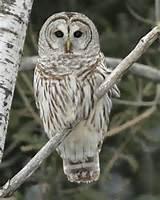 Are you familiar with the news story from last January and February of the aggressive barred owl that attacked local residents from Salem, Oregon?