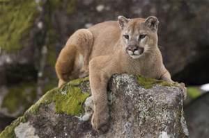 As far as you know, are there Mountain Lions (also known as a Cougar) where you live?