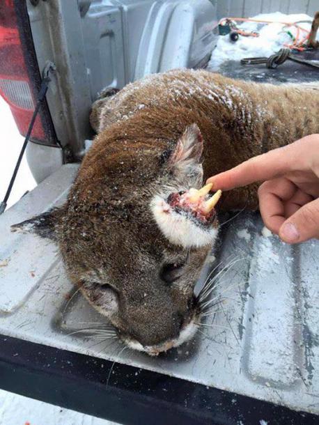 A hunter tracking an aggressive mountain lion outside Preston, Idaho made a startling discovery when the cat's body turned up with an extra set of teeth on top of its head. The fully-formed teeth and what appears to be small whiskers were growing out of hard fur-covered tissue on the left side of the animal's forehead. One possible explanation for the teeth is that they could be the remains of a conjoined twin that died in its mother's womb and was absorbed into the surviving fetus. The deformity could also be a rare teratoma tumor. If you are a hunter, have you ever come across an animal with an abnormal deformity?