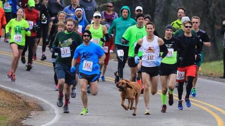 Ludivine does! April Hamlin, 43, let her dog out to take care of her private doggy business, only for her to wag her tail into the Trackless Trek half marathon in the town. The two-year-old bloodhound from Elkmount, Alabama, made her way around the course and ended up finishing in seventh place overall in a time of just under 1 hr 33 minutes. Hamlin said, 