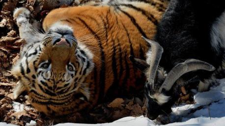 In December 2015, I brought to your attention (through a survey) of the odd friendship between a goat and a tiger. The friendship began when Timur, a goat, was placed in the tiger's habitat as part of its twice weekly live animal feedings. The goat surprised onlookers by not only refusing to be eaten, but actually kicking the the tiger out of its bedding area. Are you familiar with this friendship?