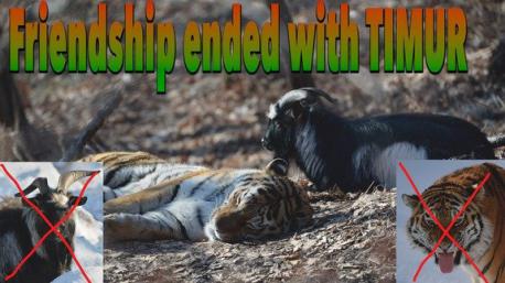 The animals appeared to develop a