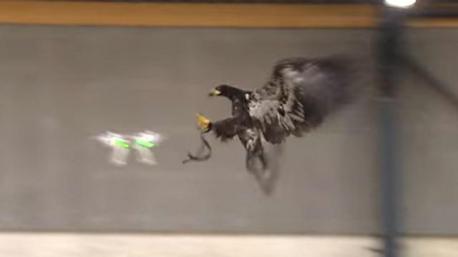 A drone that crashed onto the White House grounds last year highlighted the growing security threat posed by small UAVs. The White House incident came less than two weeks after a drone flew over the French presidential palace in Paris. Police in Holland are touting a unique anti-drone weapon – a specially trained eagle. The Dutch National Police have trained an eagle to take down Unmanned Aerial Vehicles. They say an eagle solves the problem entirely. With razor sharp talons, the predator can easily capture and hold on to any prey, be it a fish, rodent, bird, or in this case, a drone. Though drones usually have multiple small rotary propellers, the eagle appears trained at carefully avoiding them and still capturing them, rendering any UAV incapacitated and immobile. Moreover, eagles have powerful toes, which are strong enough grip and carry heavy objects. Eagles regularly target large animals like sheep. Hence a drone could be a tricky, but relatively light prey. If a drone attacks another drone and becomes unable to fly it will plummet to the ground, possibly injuring the unfortunate soul below who merely happened to be at the wrong place at the wrong time. Another similar risk is that the drone is merely knocked out of the sky or goes completely haywire, causing a lot of damage, depending on where it goes or lands. The law enforcement officials think using the eagles is a safer technique as compared to using a drone to catch other drones. Do you agree?