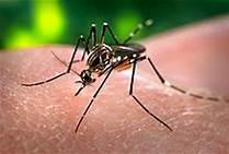 The Zika disease was first detected in a Ugandan forest of the same name in 1947, but it was considered a relatively mild disease until the current outbreak was declared in Latin America last year. Are you familiar with the mosquito-borne Zika virus spreading rapidly through Latin America, where it has been blamed for a surge in brain-damaged babies?