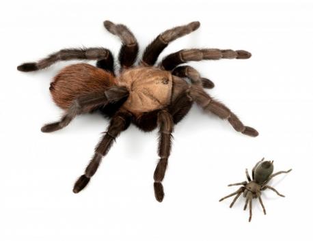 Just when you think there are enough spiders in the world - a new species is found! Are you afraid of spiders?