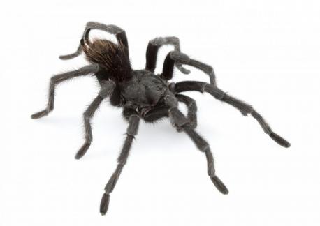 A study published Thursday in ZooKeys announced the discovery of a staggering 14 new species of tarantula. 14!!! One of the new species is named Aphonopelma johnnycashi and clearly has the best name of the new bunch. 