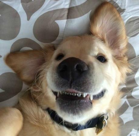 Wesley is a 6-month old Golden Retriever that has braces. He lives a few towns to the North of me and has become an internet sensation. Pictures of the pup have been shared more than 283,000 times. They were even on 