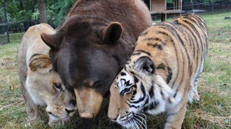 Now, they are all healthy and happy, and lead a permanent blissful life together as best friends at Noah's Ark Animal Rehabilitation Center in Georgia. Have you ever visited an Animal Rehabilitation Center?