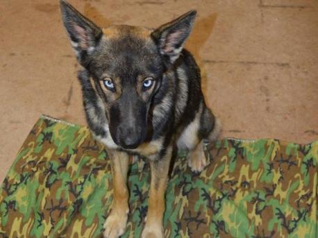 Meet Luna! An 18-month-old German Shepherd-Husky mix with startling blue eyes. She fell off a fishing boat in the Pacific Ocean north of San Diego back in February and miles from land. Her owner, fisherman Nick Haworth, told authorities that Luna was a strong swimmer and would head toward land. But the nearest shoreline was San Clemente Island, home to a U.S. naval facility and about 2 miles from where the dog fell into the water. Sandy DeMunnik, public affairs officer for the base, said staff helped Haworth search the island for the dog, but with no luck. 