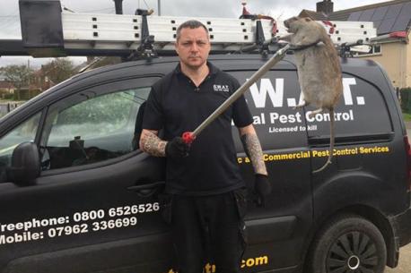 In March, a rat in Grimsby, England, as big as a child sparked fears that Britain is set to become plagued with giant fast breeding rodents. A two foot long rodent was captured after controllers were called in to deal with reports of vermin scuttling along a homeowners patio. S.W.A.T. Total Pest Control owner Jeff Sullivan, 58, confirmed the rat is the biggest one he has encountered in his 18 years working in the sector. 