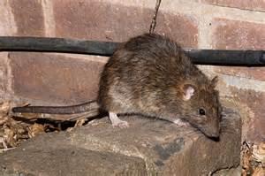 The city's rat population is dominated by the brown rat (also known as the Norway rat). The average adult brown rat is 16 to 20 inches long and weighs 1 to 2 pounds. The adult rat can squeeze through holes or gaps the size of a quarter, leap 4 feet laterally, survive a five-story drop, and tread water for three days. Each litter has up to a dozen kittens (in Europe a baby rat is called a kitten, in North America they are called pups). Rats can mate at the age of two or three months and produce a new litter every two months. They live about a year. Are you afraid of rats?