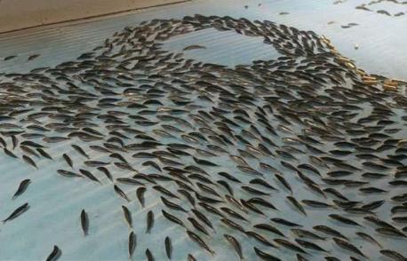 Japanese amusement park Space World is making headlines for all the wrong reasons. The park froze 5,000 dead fish and placed them under a skating rink so that visitors would feel as though they were skating by the sea. The fish were used to spell out 'HELLO,