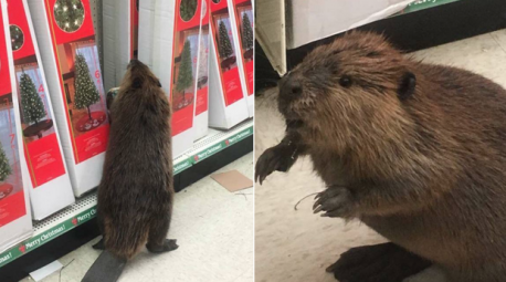 If you do, you're not the only one! A very mischievous beaver was caught Christmas shopping in a Dollar General store in Maryland. The creature searched and searched until finally, he saw what he was looking for: trees. The beaver was caught standing on its hind legs with his paws resting on a 6-foot artificial Christmas tree complete with twinkling lights! Do you think the beaver recognized the tree on the box?