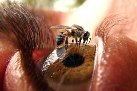 Ommetaphobia is the fear of things touching (or getting into) your eyes. It's safe to say this person is completely okay with it. Would you be able to watch a bee walk on a persons eye?