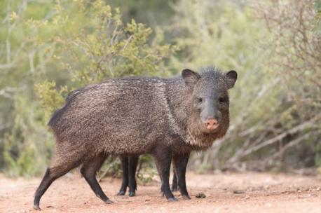 Arizona: Javelina - Javelinas, also known as a collared peccary, are often confused for wild pigs thanks to their stumpy legs, porcine-like snouts, and tendency to communicate in snorts. But according to the Arizona-Sonora Desert Museum, these