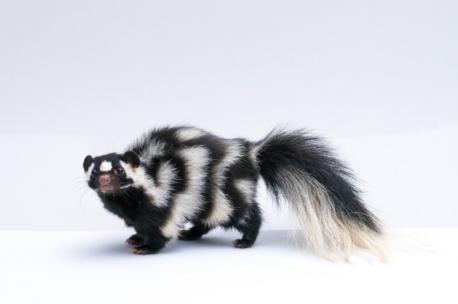 North Dakota: Spotted skunk - How cute is this guy? A unique fur pattern makes these skunks stand out in the crowd of sprayers. But the name is a bit of a misnomer as they only have one spot—on the forehead. They are however missing that traditional center white stripe and look more like a weasel. In many other ways, these skunks are like your average backyard intruder, especially when it comes to their defense mechanisms. First comes the warning. There's front feet stomping, tail raising, hissing, and sometimes a handstand-like position which puts their shooter (aka their tush) in the air. If that doesn't work, two glands on the sides of the rear end will release odorous oil through nipples. Have you heard of this animal before this survey?