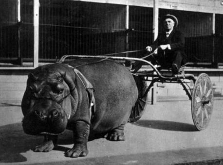 A hippopotamus harnessed to a wagon in 1924. Have you ever been on a wagon ride?