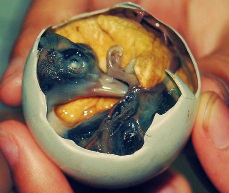 Balut – Philippines - A developing duck embryo that's boiled alive in its shell. As well as sounding incredibly harsh, it looks incredibly unappetizing. Still, it's a common street food and is usually served with beers. Can't say I have the stomach for it as I can barely look at it. Have you ever had this food?