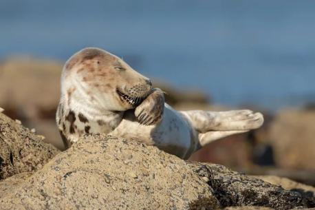 Then enter the world of the annual Comedy Wildlife Photography Awards that highlight hilarious photos of animals in the wild. Have you heard of this yearly contest?