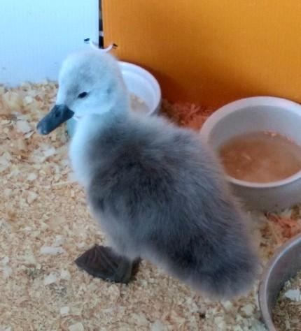 Here is a cygnet (baby swan) I saw. Do you enjoy watching swans and other waterfowl?