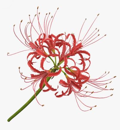 The red spider lily is one of my favorite flowers. In Japan, a name for the red spider lily is higanbana, known as 