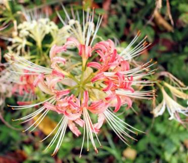 Are you familiar with the spider lily (lycoris)?