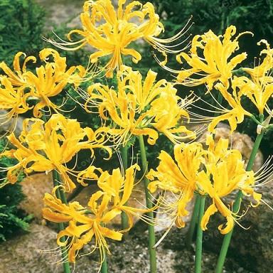 Do you like the appearance of the spider lily?