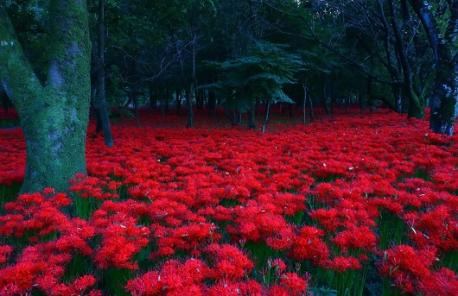 Spider lilies are related to the amaryllis family and bloom from midsummer to fall. They come in colors such as red, orange, white, pink, and yellow. Did you know this about these flowers?
