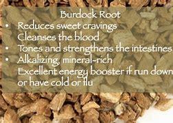 Are you familiar with the benefits of burdock root?