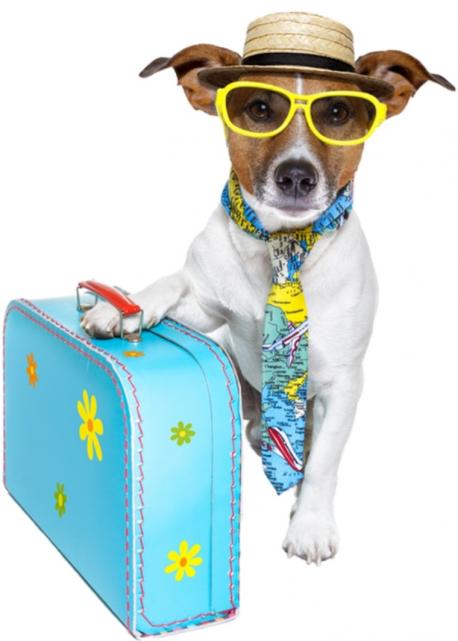 Do you have a pet that needs to travel?