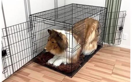In case you were wondering, Toco sleeps in a dog cage. Is this going too far?
