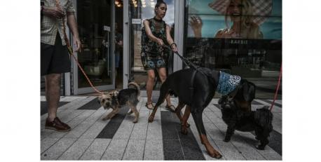 Dog-friendly movie theaters don't have a place where dogs can relieve themselves. Their owners must take them outside if they need to relieve themselves, or take care of cleaning up any 'accidents' that may happen in inappropriate places. Do you think people and their pets getting up will cause issues?
