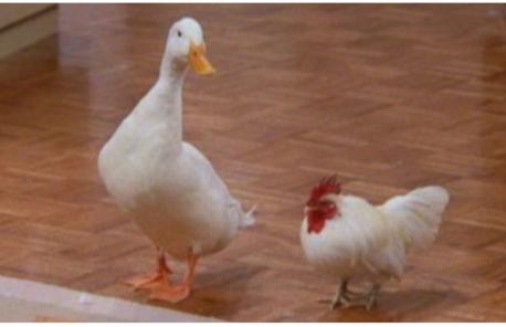 A chick and a duck were not the ideal pets to house in a Manhattan apartment. Then again, Chandler (Matthew Perry) and Joey (Matt LeBlanc) were a little out there in terms of the traditional roommate dynamic. That said, the birds were like family and usually respected by the others in the group. As far as television sitcom pets go, the pair is highly underrated. Do you think the chick and the duck were good pet choices?
