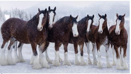The cost for a 30 second commercial during the game is around 7 million. Anheuser-Busch will be using their famous Clydesdales. Do you watch the The Super Bowl ads?