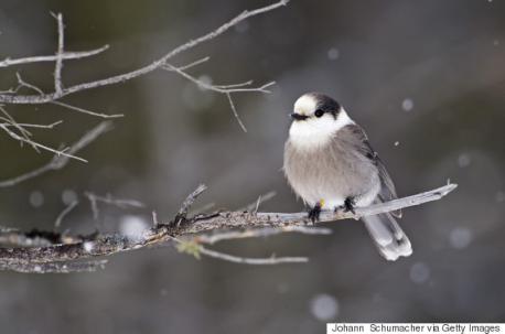 A two-year-long, Canada-wide search has resulted in the gray jay — also known as the whiskey jack — being chosen as Canada's national bird by the Royal Canadian Geographic Society. The robin-sized gray jay, which is found in every province and territory but only in Canada, was chosen by the society as a reflection of Canadians' best qualities — smart, tough and friendly. Do you agree this bird represents Canadians?